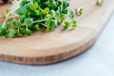 Freshly cut arugula microgreens sprouts on the chopping board in the kitchen