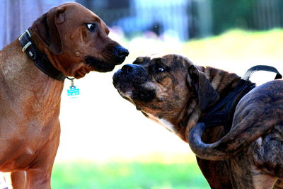 Close-up of dog