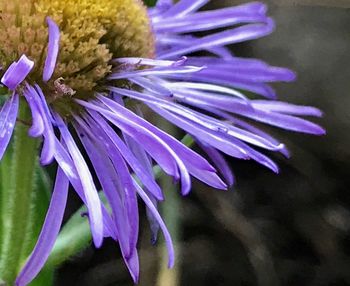 Close-up of purple flowers blooming outdoors