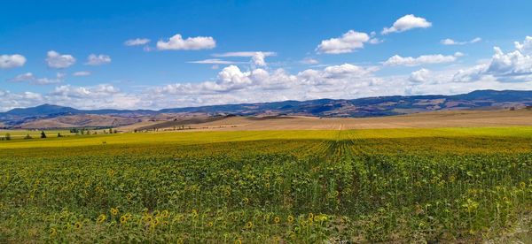 Overview of the tuscan sea valley with sunflower fields and blue sky