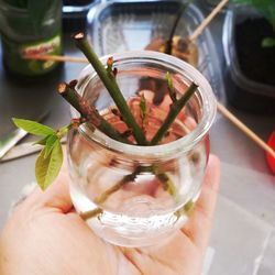 Close-up of hand holding drink
