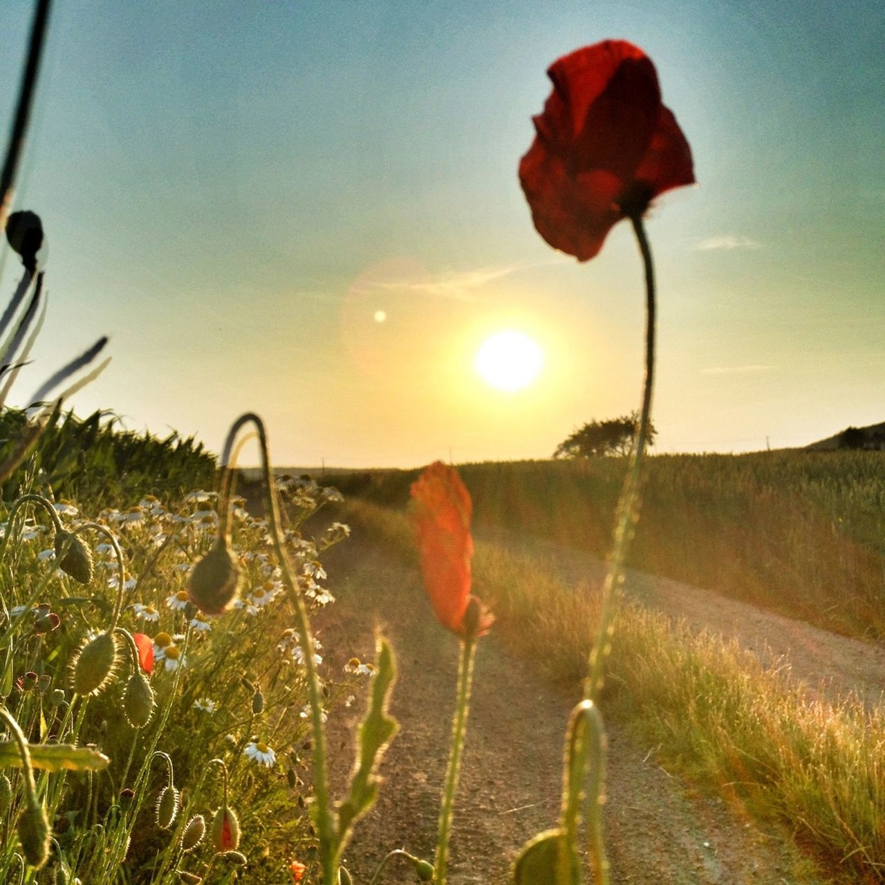 sun, plant, growth, sunset, beauty in nature, sky, nature, tranquility, field, tranquil scene, water, flower, grass, scenics, landscape, sunlight, freshness, stem, lens flare, sunbeam