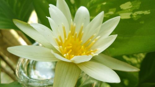 Close-up of lotus water lily in pond