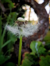 Close-up of dandelion