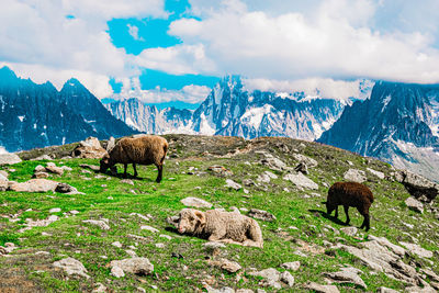 View of animals on field against sky