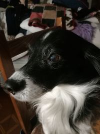 Close-up of dog looking away at home