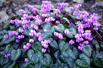 Close-up of purple flowers blooming outdoors