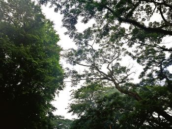 Low angle view of trees against sky