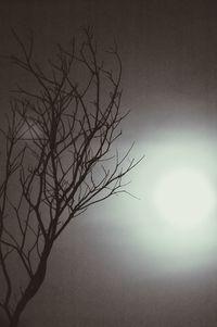 Low angle view of bare trees against sky