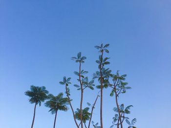 Low angle view of trees against clear blue sky