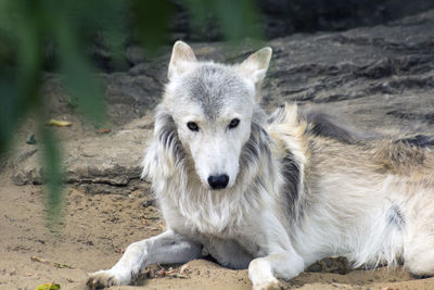 Portrait of dog on land