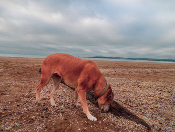 View of a horse on land