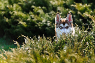 Portrait of dog against plants