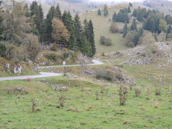 View of trees on landscape