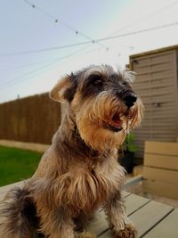Close-up of a dog looking away