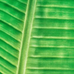 Full frame shot of green leaves