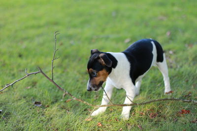 Dog standing on field