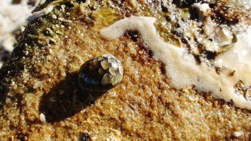 Close-up of coral in sand