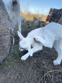 White dog lying on land