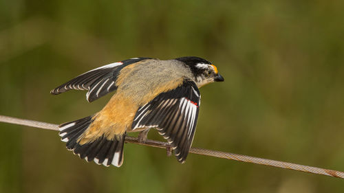 Close-up of bird perching on cable