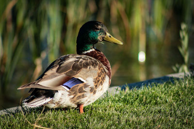 Close-up of mallard duck on field