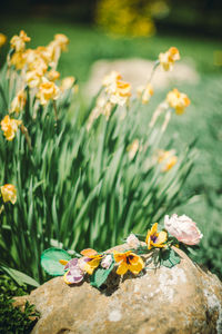 Close-up of yellow crocus flowers blooming on field