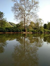 Reflection of trees in water