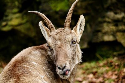 Close-up portrait of deer