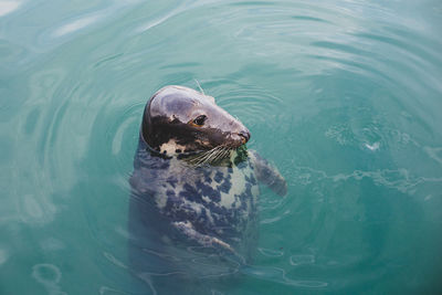 High angle view of seal in sea