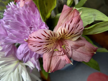 Close-up of pink flowering plant