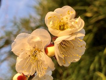 Close-up of white flowering plant