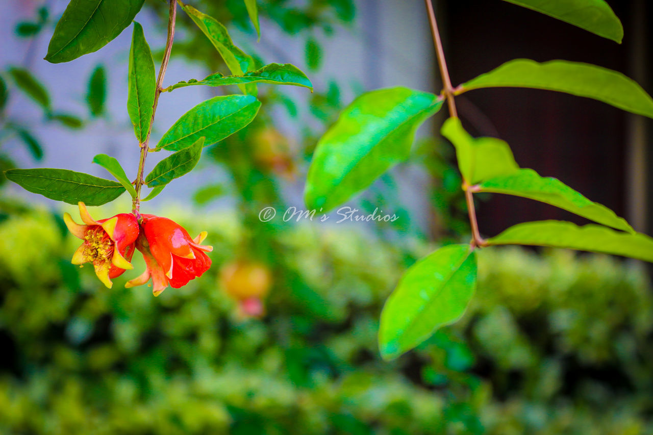 leaf, growth, green color, red, freshness, plant, focus on foreground, nature, close-up, tree, branch, beauty in nature, selective focus, day, green, sunlight, outdoors, no people, growing, stem