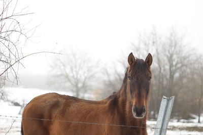 Horse on snow covered field