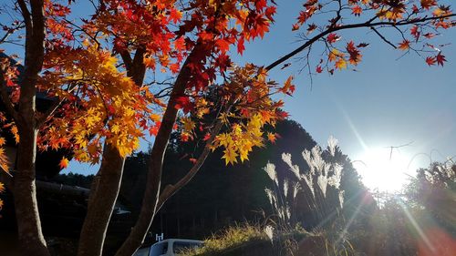 Low angle view of trees against sky during autumn