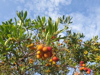 Low angle view of orange tree against sky