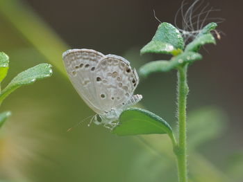 Close-up of butterfly on plant