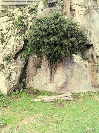 Close-up of grass growing on tree