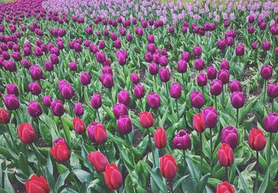 Close-up of fresh purple tulip flowers in field