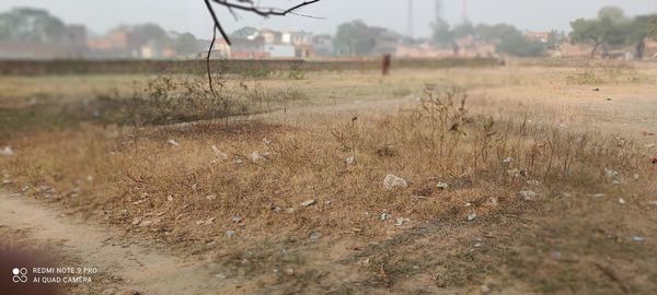 Scenic view of field