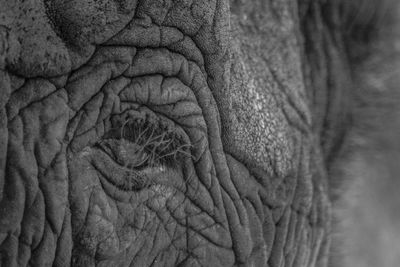 Close-up of elephant