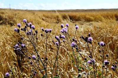 Close-up of purple flowering plants on field