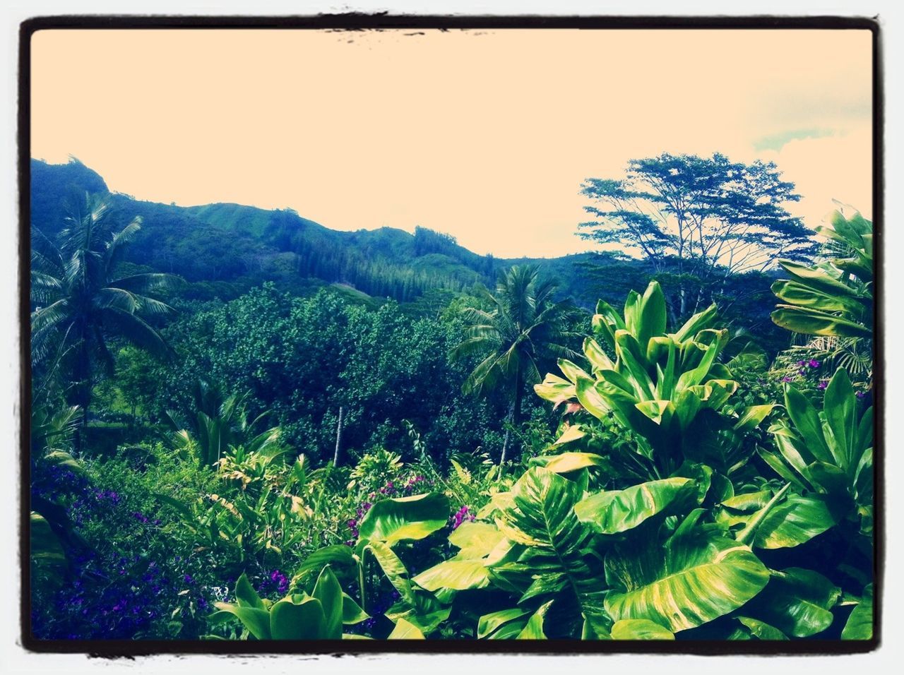 transfer print, auto post production filter, growth, tree, clear sky, beauty in nature, plant, nature, tranquility, tranquil scene, green color, scenics, mountain, sky, lush foliage, outdoors, green, copy space, no people, leaf