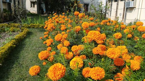 Close-up of yellow flowers