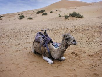 Hired camel for a trip through the merzouga desert. it is somewhat old and worn out.