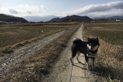 View of a horse on road
