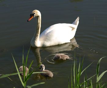 Swan swimming in lake