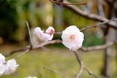 Close-up of cherry blossom