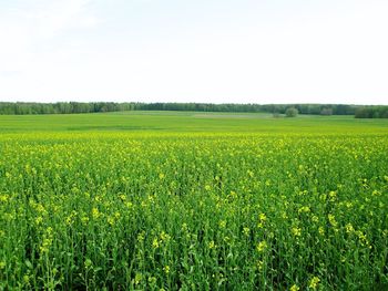 Scenic view of field against sky