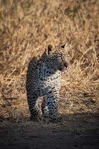 Leopard standing on land
