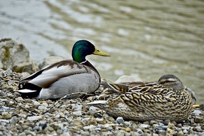 Mallard duck swimming in lake